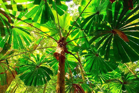 Private Daintree National Park Day Tour From Cairns Including Cape Tribulation And Mossman Gorge - Gold Coast Attractions 3