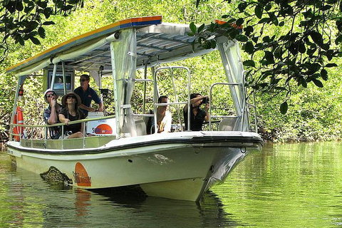 Private Daintree National Park Day Tour From Cairns Including Cape Tribulation And Mossman Gorge - Gold Coast Attractions 5