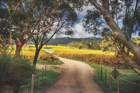 McLaren Vale Winery Small Group Tour With Wine Tasting And Lunch - Gold Coast Attractions 1