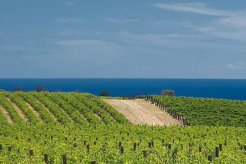 McLaren Vale Winery Small Group Tour With Wine Tasting And Lunch - Gold Coast Attractions 4