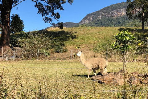 Waterfall Tour - Gold Coast Attractions 2