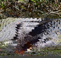 Full Day Tour in the Daintree - Gold Coast Attractions