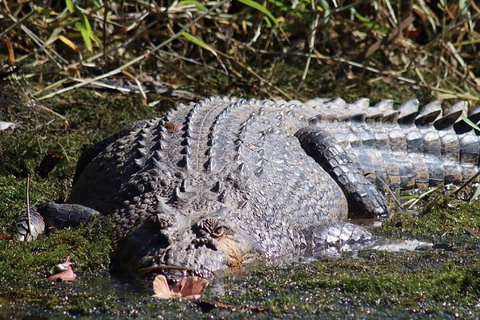 Full Day Tour In The Daintree - Gold Coast Attractions 0