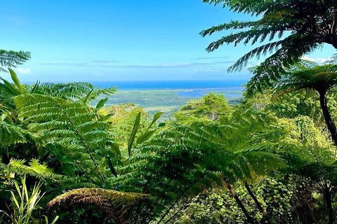 Full Day Tour In The Daintree - Gold Coast Attractions 5