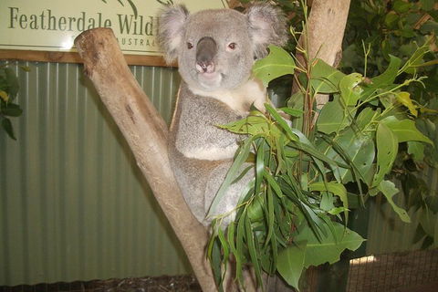 Full-Day Private Blue Mountains Tour With River Cruise - Gold Coast Attractions 2
