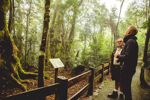 Full-day Springbrook National Park Tour From The Gold Coast - Gold Coast Attractions 1
