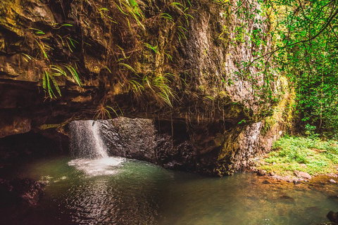 Full-day Springbrook National Park Tour From The Gold Coast - Gold Coast Attractions 4