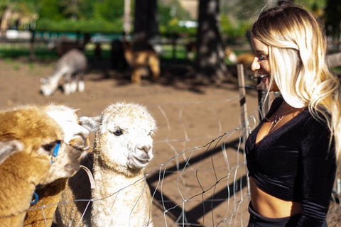 O'Reilly's & Lamington National Park Incl. Alpaca Farm + Vineyard - Gold Coast Attractions 3