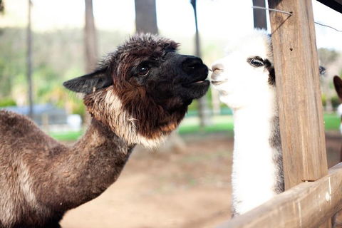 O'Reilly's & Lamington National Park Incl. Alpaca Farm + Vineyard - Gold Coast Attractions 4