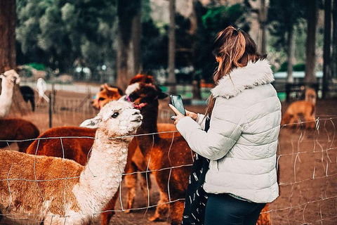 O'Reilly's & Lamington National Park Incl. Alpaca Farm + Vineyard - Gold Coast Attractions 5