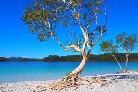 Fraser Island 4WD Tour From Rainbow Beach - Gold Coast Attractions 5