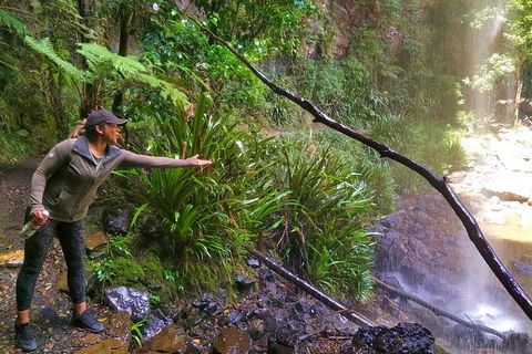 Rainforest & Waterfalls Extravaganza - Gold Coast Attractions 4