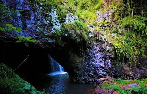 Rainforest & Waterfalls Extravaganza - Gold Coast Attractions 5