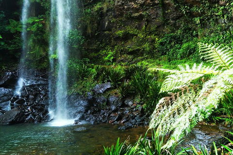 Private Tour - Rainforest & Waterfalls Extravaganza - Gold Coast Attractions 1