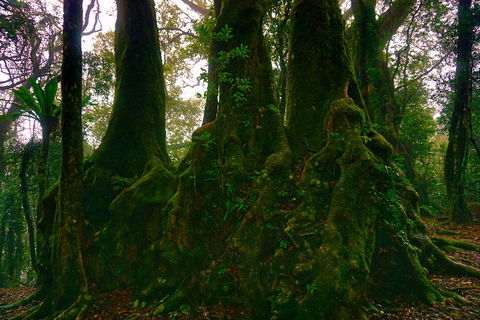 Private Tour - Rainforest & Waterfalls Extravaganza - Gold Coast Attractions 5