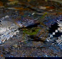 Glow Worms Private Tour - Nocturnal Rainforest Walk - Gold Coast Attractions