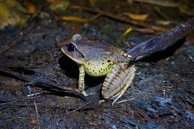 Glow Worms Private Tour - Nocturnal Rainforest Walk