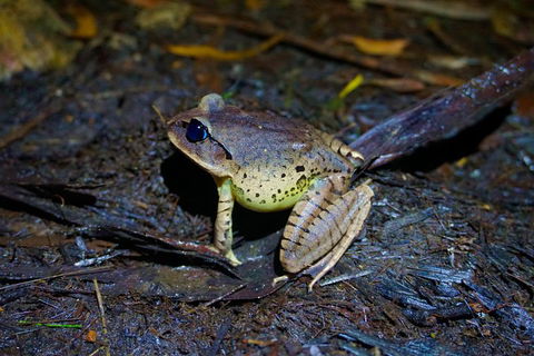Glow Worms Private Tour - Nocturnal Rainforest Walk - Gold Coast Attractions 0