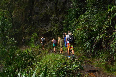 Glow Worms Private Tour - Nocturnal Rainforest Walk - Gold Coast Attractions 1
