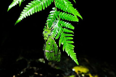 Glow Worms Private Tour - Nocturnal Rainforest Walk - Gold Coast Attractions 2