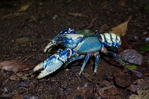 Glow Worms Private Tour - Nocturnal Rainforest Walk - Gold Coast Attractions 4