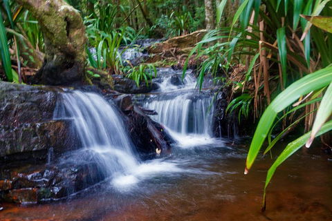 Glow Worms Private Tour - Nocturnal Rainforest Walk - Gold Coast Attractions 5