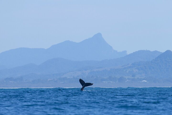  Gold Coast Attractions