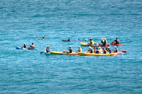 The Byron Bay Sea Kayak Tour - Gold Coast Attractions 1