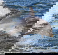 Noosa Oceanrider Scenic Dolphin Safari - Gold Coast Attractions