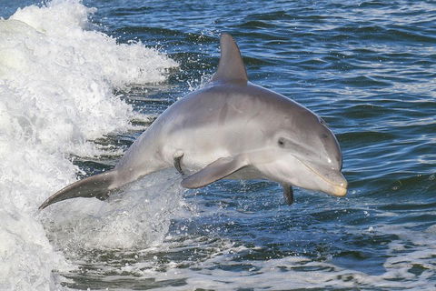 Noosa Oceanrider Scenic Dolphin Safari - Gold Coast Attractions 0