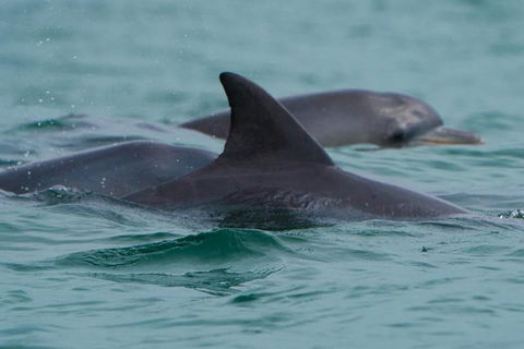 Noosa Oceanrider Scenic Dolphin Safari - Gold Coast Attractions 1