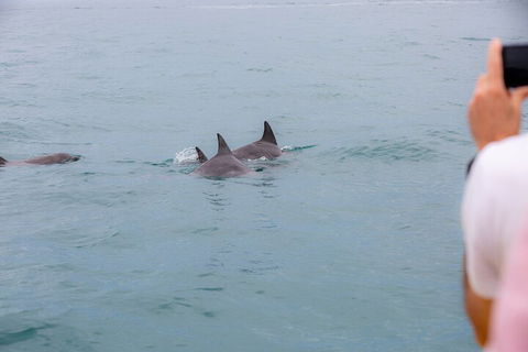Noosa Oceanrider Scenic Dolphin Safari - Gold Coast Attractions 2