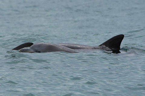 Noosa Oceanrider Scenic Dolphin Safari - Gold Coast Attractions 3