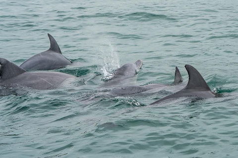 Noosa Oceanrider Scenic Dolphin Safari - Gold Coast Attractions 5
