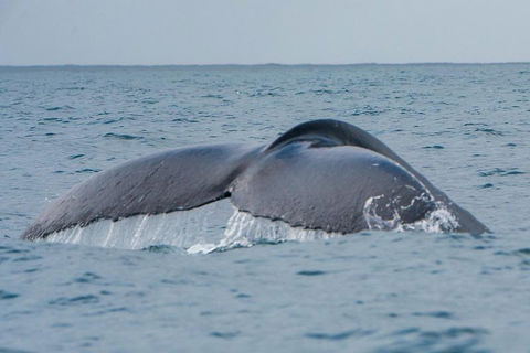 2-Hour Guided Whale Watching Tour At Noosa - Gold Coast Attractions 1