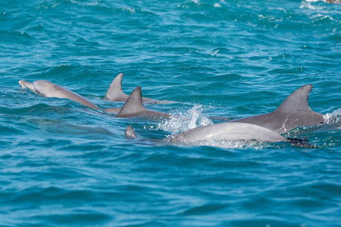 2-Hour Guided Whale Watching Tour At Noosa - Gold Coast Attractions 2