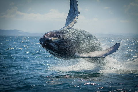 2-Hour Guided Whale Watching Tour At Noosa - Gold Coast Attractions 3