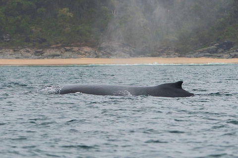 2-Hour Guided Whale Watching Tour At Noosa - Gold Coast Attractions 5