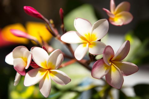 Byron Bay Combo: Hinterland Tour Including Minyon Falls And Kayaking With Dolphins - Gold Coast Attractions 1