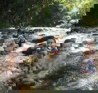 Daintree Rainforest Cape Tribulation Mossman Gorge Small-Group Day Tour - Gold Coast Attractions