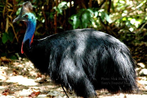 Daintree Rainforest, Cape Tribulation, Mossman Gorge Small-Group Day Tour - Gold Coast Attractions 3