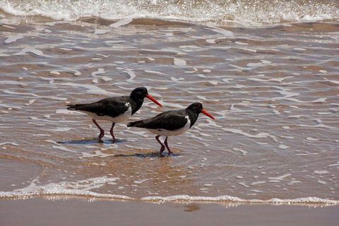 1770 Coastline Tour By LARC Amphibious Vehicle Including Picnic Lunch - Gold Coast Attractions 2
