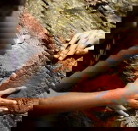 Ngana Julaymba Dungay - Full Day - Gold Coast Attractions