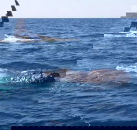 Noosa Whale Watching - Gold Coast Attractions