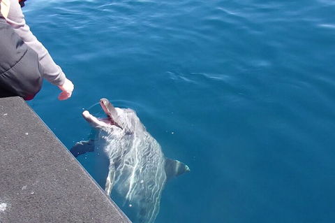 Noosa Wild Dolphin Safari - Gold Coast Attractions 0