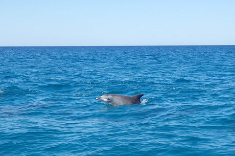 Noosa Wild Dolphin Safari - Gold Coast Attractions 1