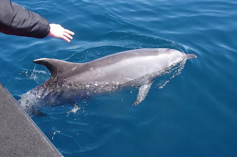 Noosa Wild Dolphin Safari - Gold Coast Attractions 2