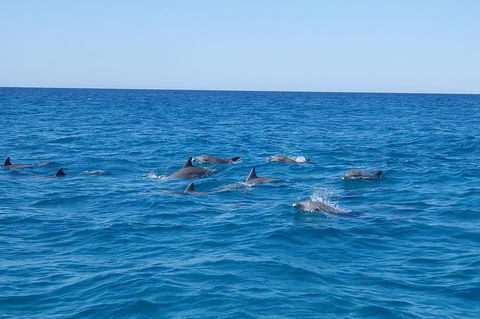 Noosa Wild Dolphin Safari - Gold Coast Attractions 3