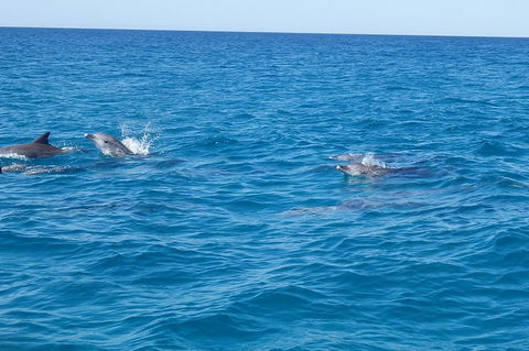Noosa Wild Dolphin Safari - Gold Coast Attractions 4