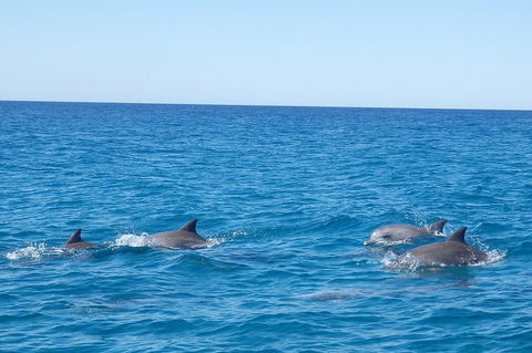 Noosa Wild Dolphin Safari - Gold Coast Attractions 5